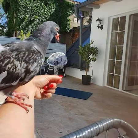 Villa Casa In Inima Capitalei