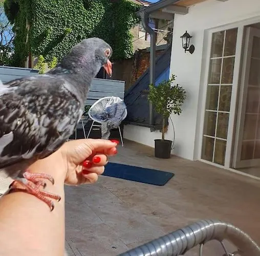 Villa Casa In Inima Capitalei